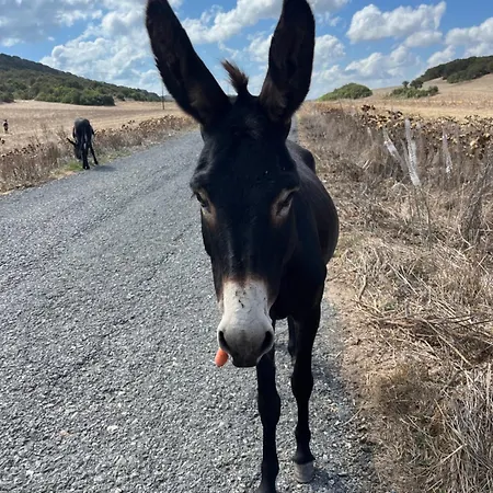 Apartamento Courtyard Long 2-bedroom Lux Gastria