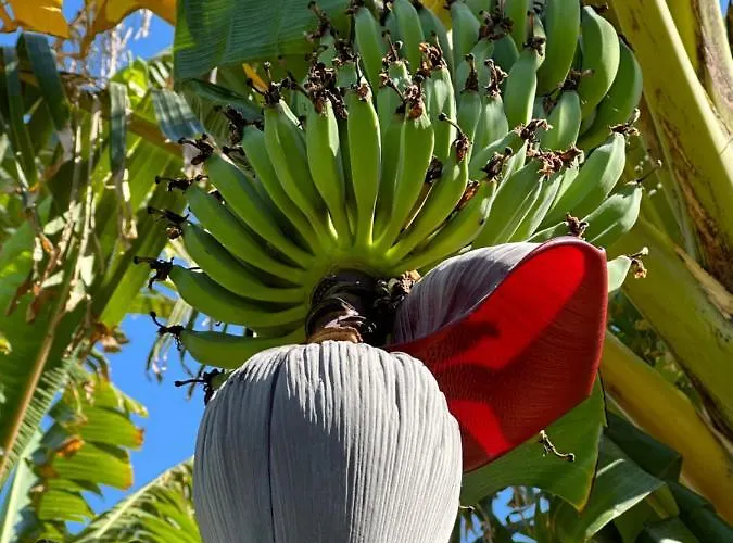 Courtyard Long 2-bedroom Lux *