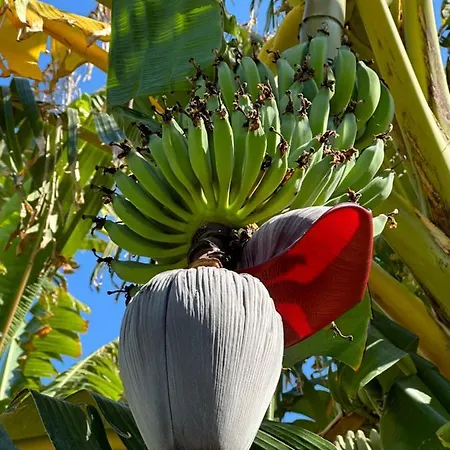 Courtyard Long 2-bedroom Lux *